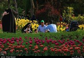 Tulips Festival Held in Iran's Karaj