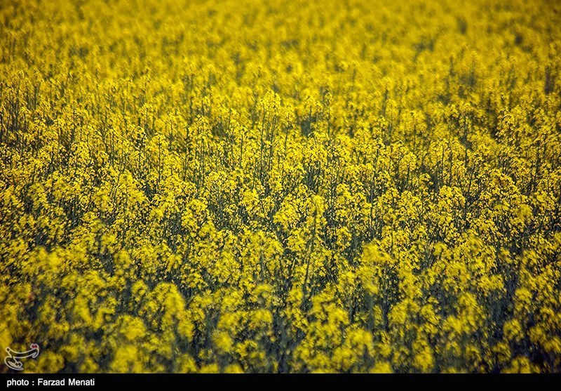 ایلام| برداشت دانه روغنی کلزا در دهلران آغاز شد