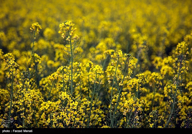 لرستان| 20 هکتار از مزارع کلزای شهرستان سلسله دچار خسارت شد