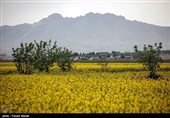 180 هزار تن کلزا در استان گلستان تولید می‌شود