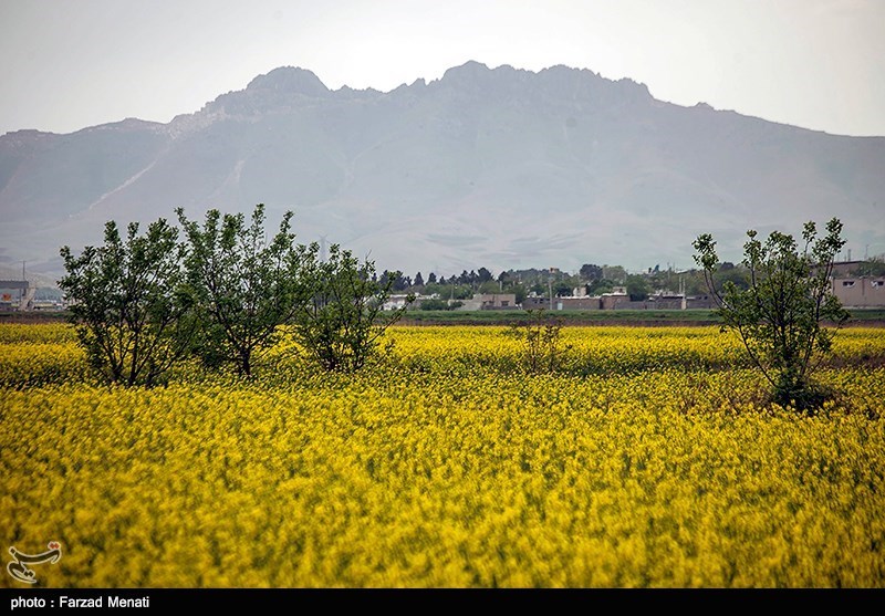 100 درصد مطالبات دانه‌های روغنی کلزا به کشاورزان فارس پرداخت شد