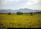 472 هزار تن کُلزا به ظرفیت تولید کشور اضافه شد