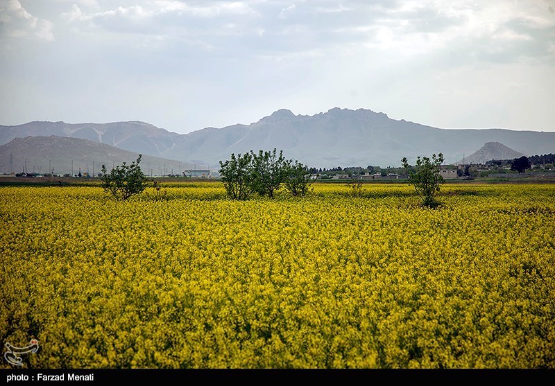 گلستان| برپایی 48 مرکز خرید کلزا در استان گلستان