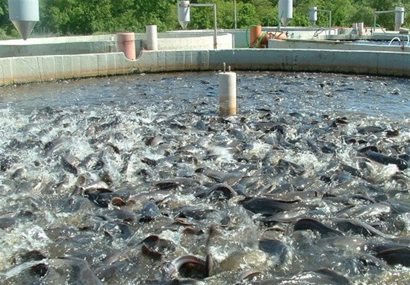 مجتمع پرورش ماهی سپیددشت 60 درصد پیشرفت فیزیکی دارد