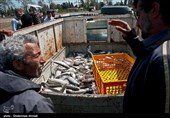 صیادان گیلانی 1084 تن ماهی استخوانی از دریای خزر صید کردند