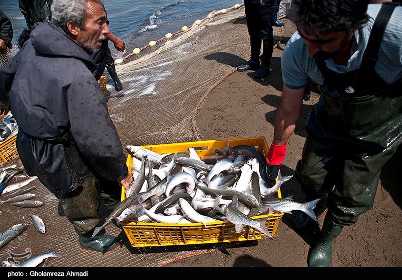 گیلان|‌ فصل صید ماهیان استخوانی از دریای خزر آغاز شد