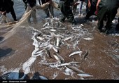 صید ماهیان استخوانی در گیلان 71 درصد افزایش یافت