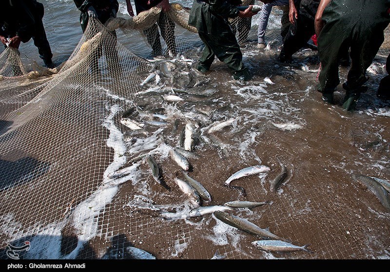 گرگان| حدود 255 تن ماهی از دریای خزر صید شد