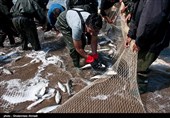 گیلان| صید ماهیان استخوانی در آستارا 25 درصد کاهش یافت