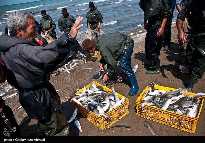 کاهش 26 درصدی صید ماهیان استخوانی از دریای خزر؛ فصل صید در گیلان پایان یافت