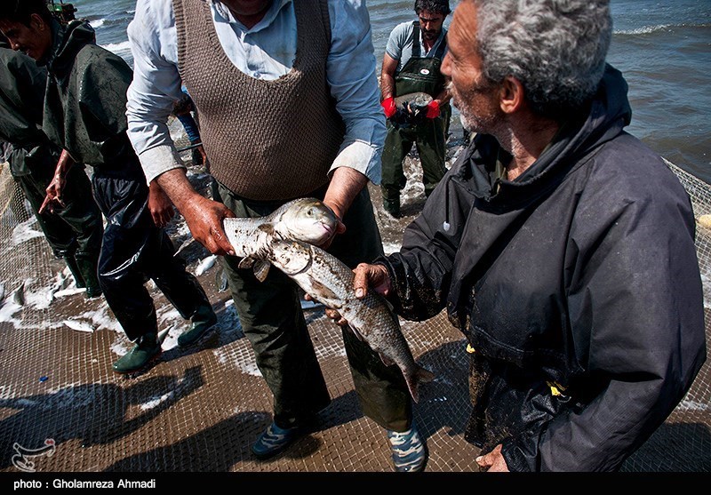 صیادان گیلانی 80 تن ماهی استخوانی از دریای خزر صید کردند