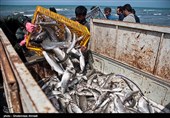 ‌828 تن ماهی استخوانی امسال از دریای خزر صید شد‌