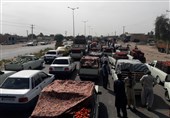 کرمان| قیمت خرید تضمینی گوجه فرنگی در جنوب کرمان مورد رضایت کشاورزان نیست