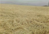 یاسوج|سیل 70 میلیارد ریال به کشاورزی شهرستان لنده خسارت وارد کرد
