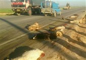 لرستان|43 رأس گوسفند بر اثر تصادف در محور خرم‌آباد ـ دلفان تلف شد