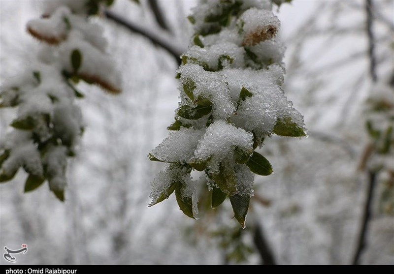 گیلان| بارش برف بهاری در اشکورات رودسر+ فیلم