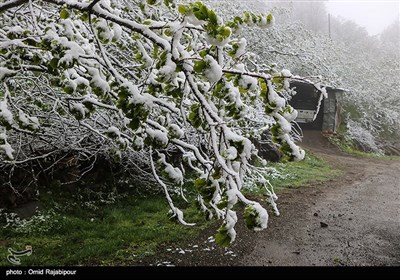 بارش برف بهاری در اشکورات گیلان