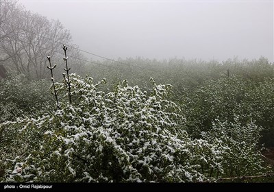 بارش برف بهاری در اشکورات گیلان