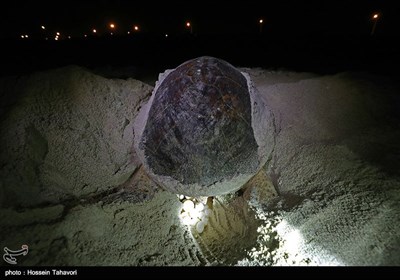 Hawksbill Turtles Come to Kish Island to Lay Eggs