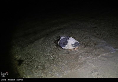 Hawksbill Turtles Come to Kish Island to Lay Eggs