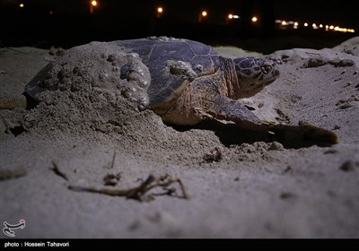 تخم گذاری لاک پشت های پوزه عقابی در معرض انقراض - کیش