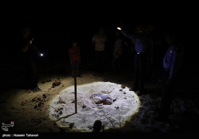 Hawksbill Turtles Come to Kish Island to Lay Eggs