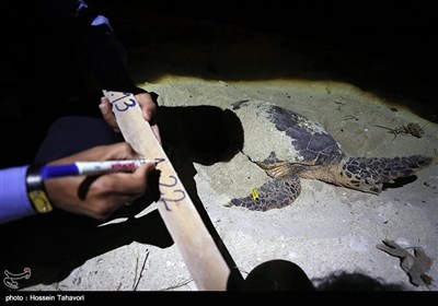 Hawksbill Turtles Come to Kish Island to Lay Eggs