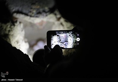 Hawksbill Turtles Come to Kish Island to Lay Eggs