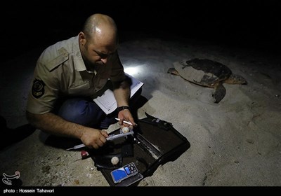 Hawksbill Turtles Come to Kish Island to Lay Eggs