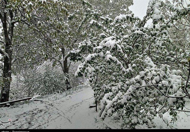 مازندران| بارش شدید برف به ارتفاعات رامسر رسید