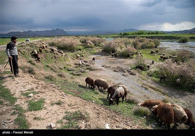 بحران زیست محیطی رودخانه گاماسیاب - کرمانشاه