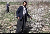 لرستان|خزان عمر در بهار؛ تیشه به زندگی باغدار کوهدشتی+ تصاویر
