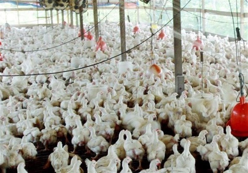 60 درصد از تولیدات گوشت مرغ استان مرکزی مازاد بر مصرف است