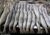 پیشرفت 60 درصدی بازارچه ماهی خرمآباد؛ فاز دوم در مسیر توسعه