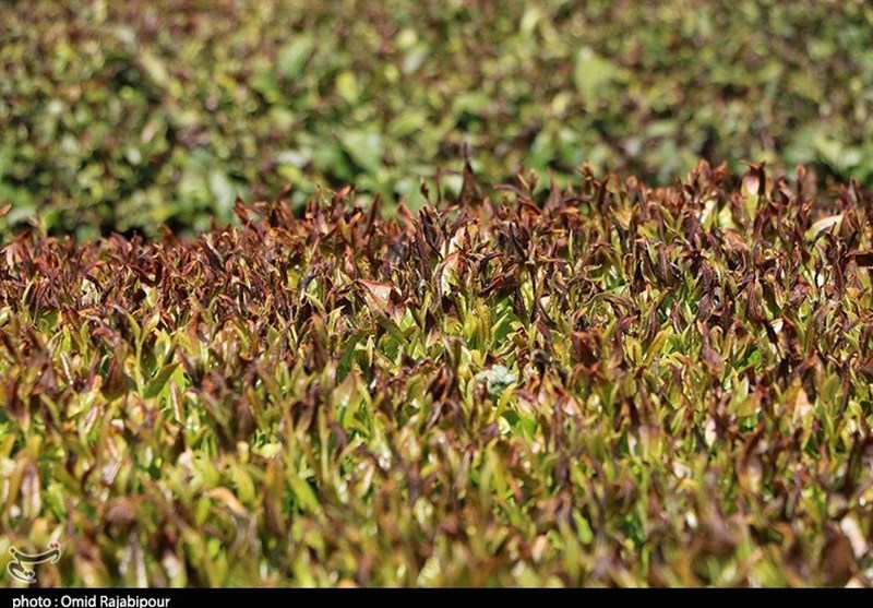 گیلان| خشکسالی 40 میلیارد تومان خسارت به باغات چای شمال وارد کرد