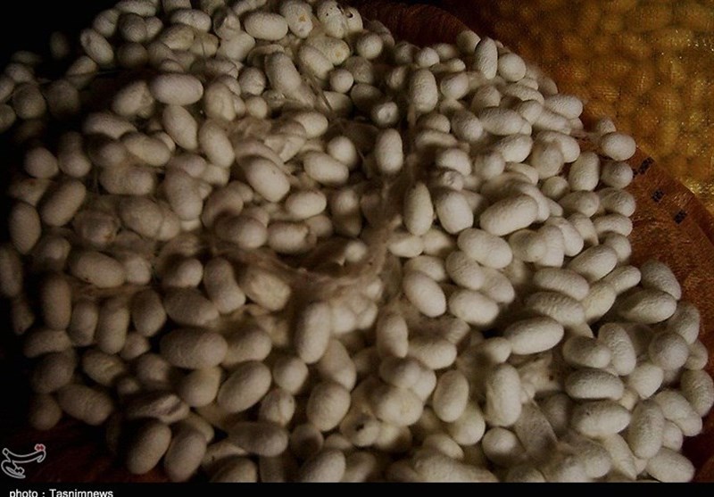 گلستان| کاهش 10 درصدی تولید پیله ابریشم در شهرستان گالیکش
