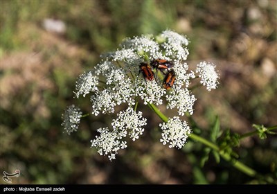 طبیعت بهاری آذربایجان غربی