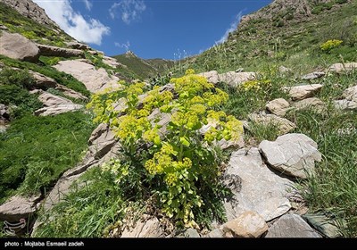 طبیعت بهاری آذربایجان غربی