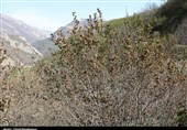 گیلان| خشک شدن درختان فندق اشکورات رودسر بر اثر سرمازدگی+فیلم
