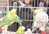 اعتراض مردم و کسبه به فروش همزمان پرنده و پوشاک در قلب شهر همدان+ فیلم