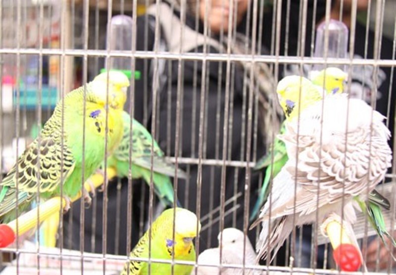 اعتراض مردم و کسبه به فروش همزمان پرنده و پوشاک در قلب شهر همدان+ فیلم