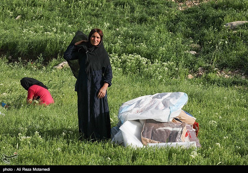 مشهد|طرح زنجیره تولید گوشت قرمز میان عشایر خراسان‌رضوی اجرایی شد