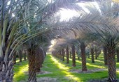 80 میلیارد ریال برای تکمیل زنجیره تولید خرما در استان بوشهر اختصاص یافت