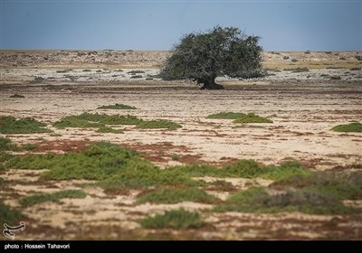 درخت سبز گیاهی معروف اقلیم آب و هوای جنوب ایران و نقاط شبیه این نوع آب و هوا در دنیا میباشد.