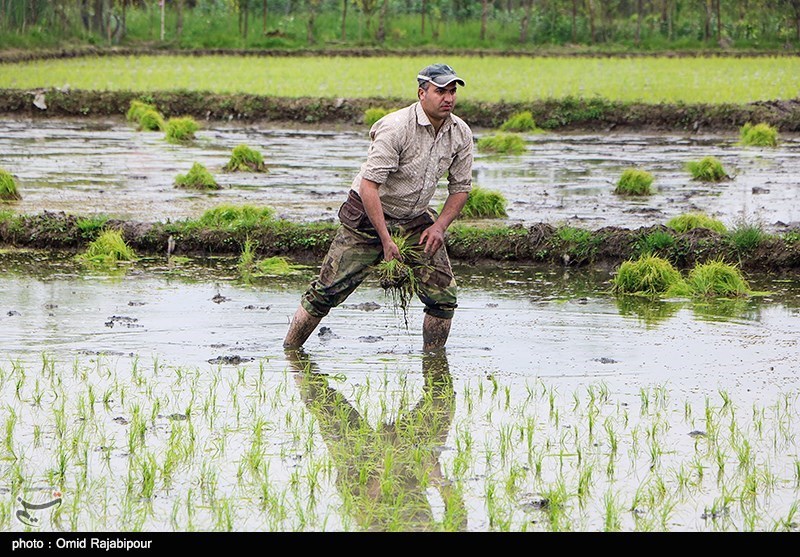رشت|‌ علمی‌شدن فرآیند تولید برنج از برنامه‌های بسیج سازندگی سپاه قدس گیلان است