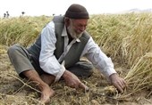 اهواز|نابودی 1800 شغل با ممنوعیت کشت تابستانه؛ سفره کشاورزان ایذه‌ای باز هم کوچک‌تر می‌شود