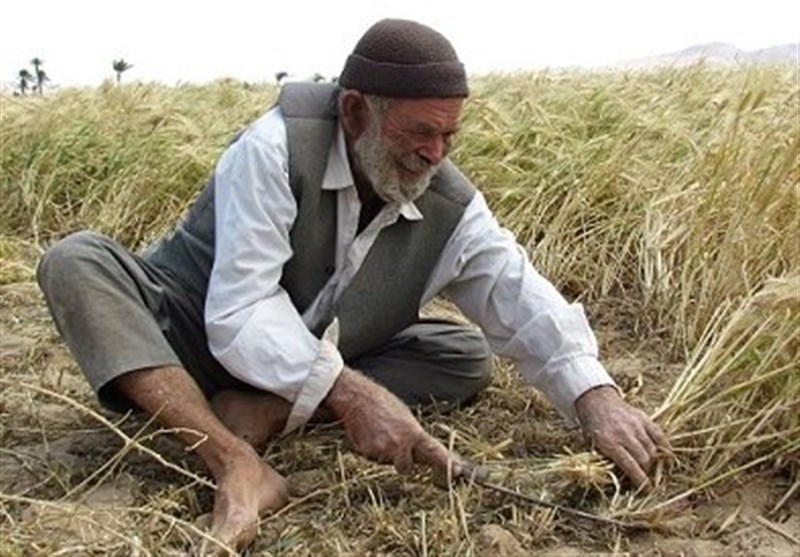 اهواز|نابودی 1800 شغل با ممنوعیت کشت تابستانه؛ سفره کشاورزان ایذه‌ای باز هم کوچک‌تر می‌شود