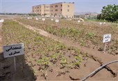 130 طرح کشاورزی قزوین در دهه فجربه بهره برداری می‌رسد