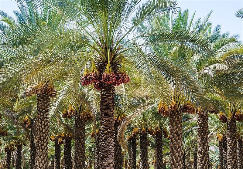 بوشهر| 1.4 میلیون تن محصولات کشاورزی و شیلاتی در استان بوشهر تولید شد