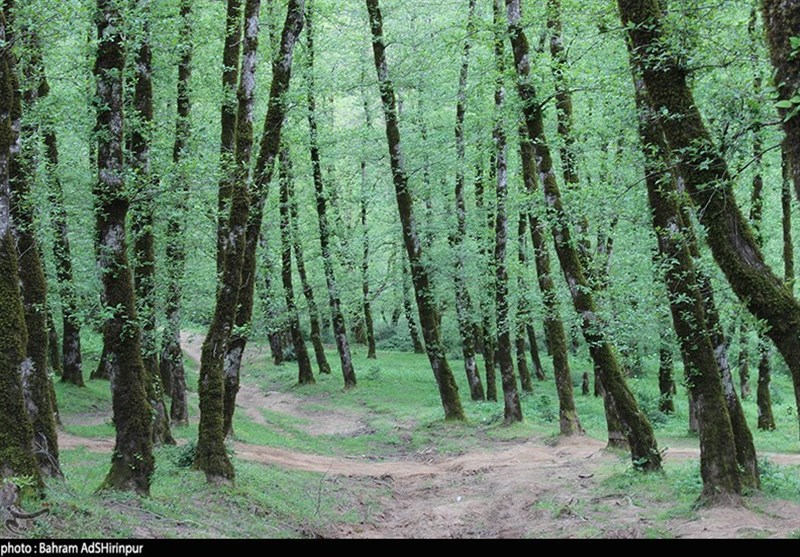 اردبیل| طبیعت بهاری جنگل‌های ویلکیج به روایت تصویر